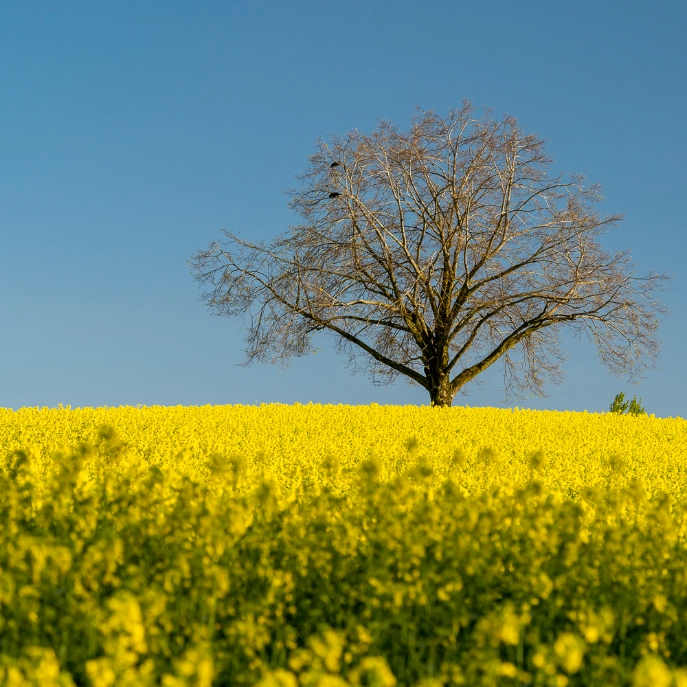 Raps EInzelbaum