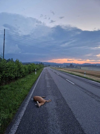 Wildtierunfälle passieren häufig während der Dämmerungszeit und dort, wo Tiere zur Futtersuche Strassen überqueren müssen.