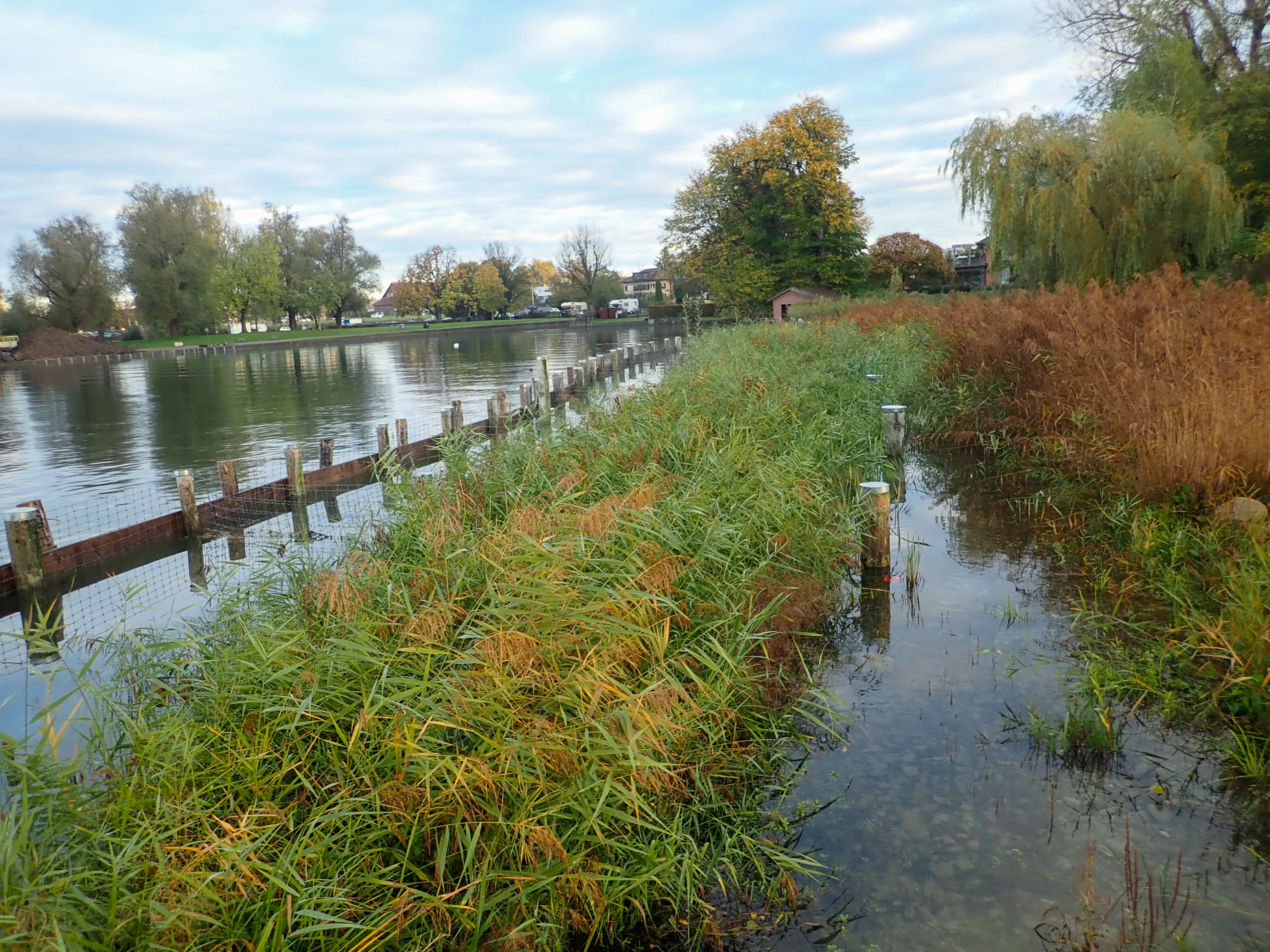 TBA WABA Schilfschutz